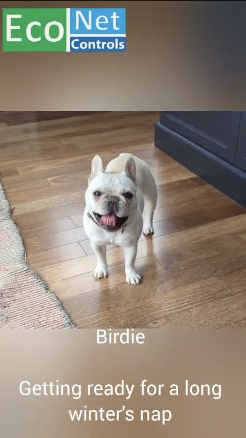 A Pet Project- keeping the Frenchie warm